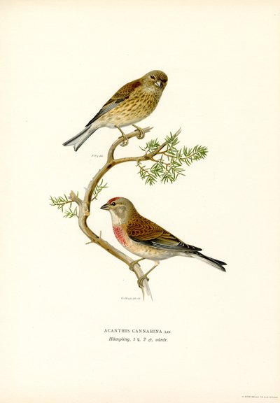 Pardillo común (litografía en color) de Magnus Ferdinand and Wilhelm von Wright