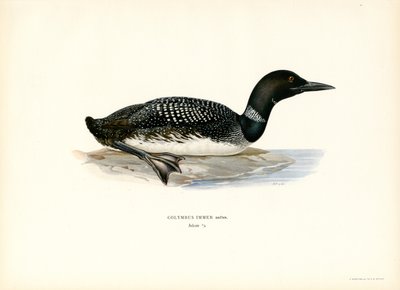 Loon común (litografía en color) de Magnus Ferdinand and Wilhelm von Wright