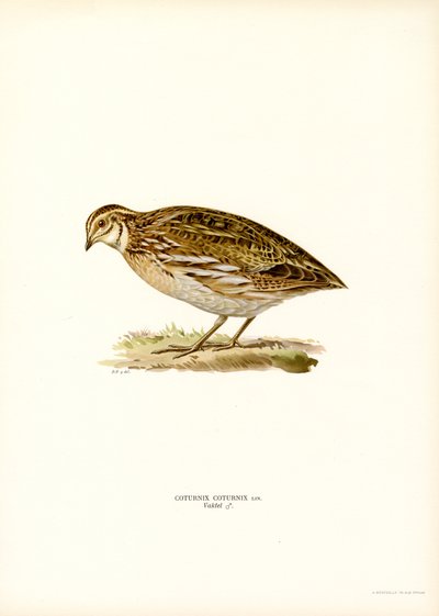Codorniz común (litografía en color) de Magnus Ferdinand and Wilhelm von Wright