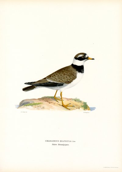 Chorlito común (litografía en color) de Magnus Ferdinand and Wilhelm von Wright