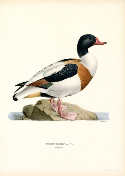 Tarro común (litografía en color) de Magnus Ferdinand and Wilhelm von Wright