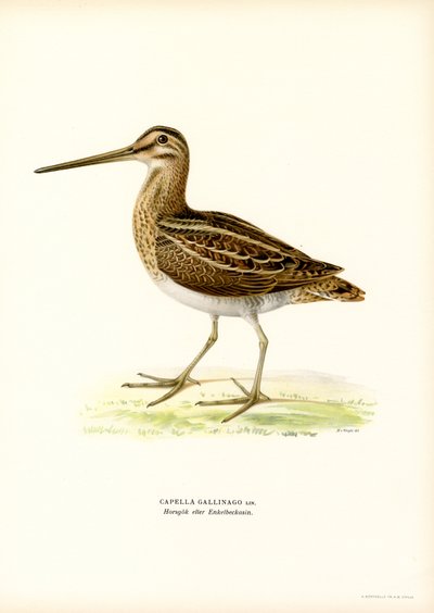 Agachadiza común (litografía en color) de Magnus Ferdinand and Wilhelm von Wright