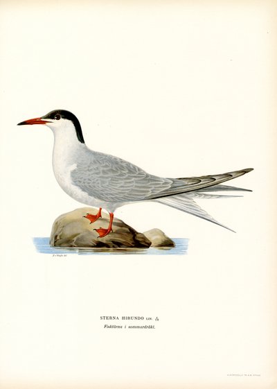 Charrán común (litografía en color) de Magnus Ferdinand and Wilhelm von Wright