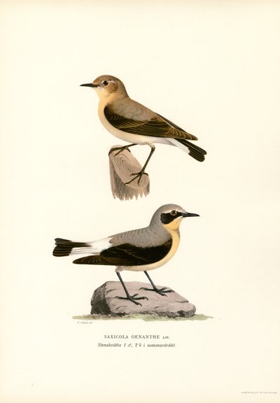 Collalba común (litografía en color) de Magnus Ferdinand and Wilhelm von Wright