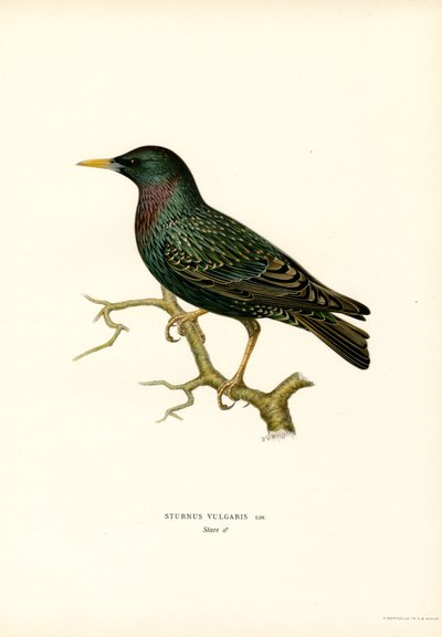Estornino pinto (litografía en color) de Magnus Ferdinand and Wilhelm von Wright
