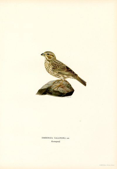Escarabajo de maíz (litografía en color) de Magnus Ferdinand and Wilhelm von Wright