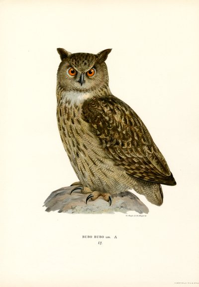 Búho real (litografía en color) de Magnus Ferdinand and Wilhelm von Wright