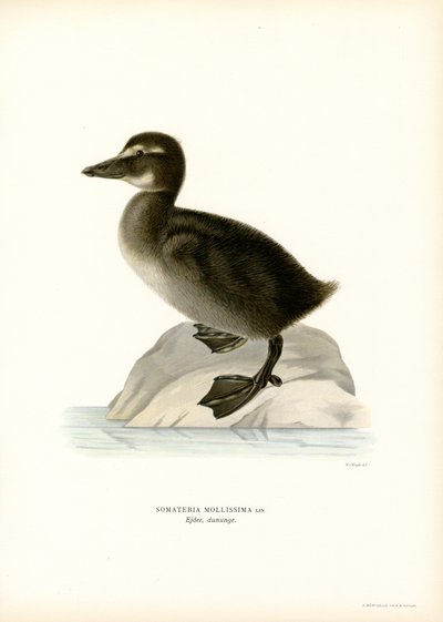 Pato de Eider (litografía en color) de Magnus Ferdinand and Wilhelm von Wright