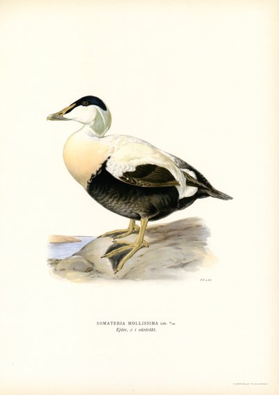 Pato de Eider (litografía en color) de Magnus Ferdinand and Wilhelm von Wright