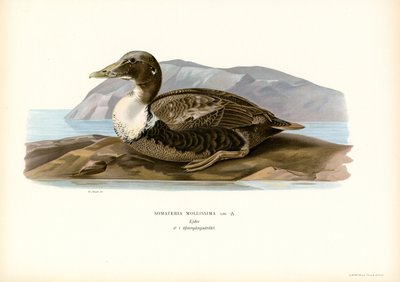 Pato de Eider (litografía en color) de Magnus Ferdinand and Wilhelm von Wright
