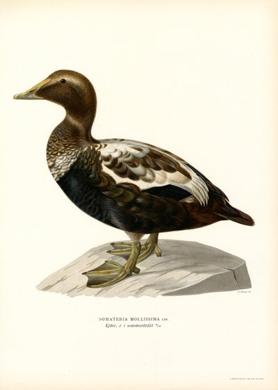 Pato de Eider (litografía en color) de Magnus Ferdinand and Wilhelm von Wright