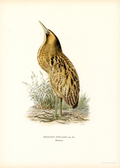 Avetoro común (litografía en color) de Magnus Ferdinand and Wilhelm von Wright