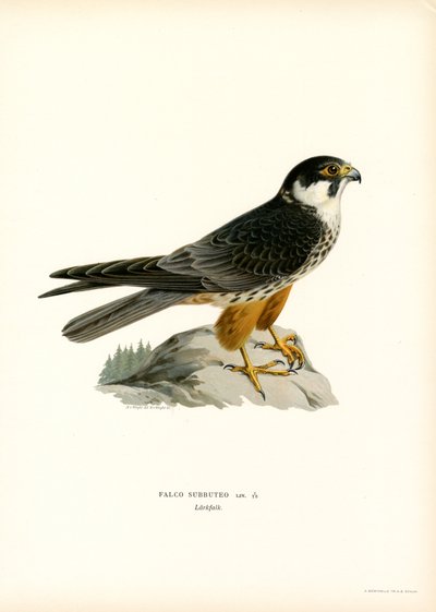 Hobby Eurasiático (litografía en color) de Magnus Ferdinand and Wilhelm von Wright