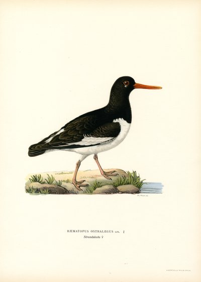Ostrero común (litografía en color) de Magnus Ferdinand and Wilhelm von Wright