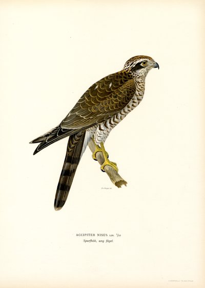 Gavilán común (litografía en color) de Magnus Ferdinand and Wilhelm von Wright