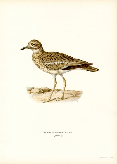 Zarapito de piedra (litografía en color) de Magnus Ferdinand and Wilhelm von Wright