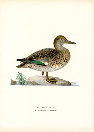 Cerceta común (litografía en color) de Magnus Ferdinand and Wilhelm von Wright