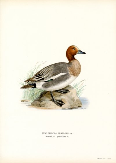 Paloma bravía (litografía en color) de Magnus Ferdinand and Wilhelm von Wright
