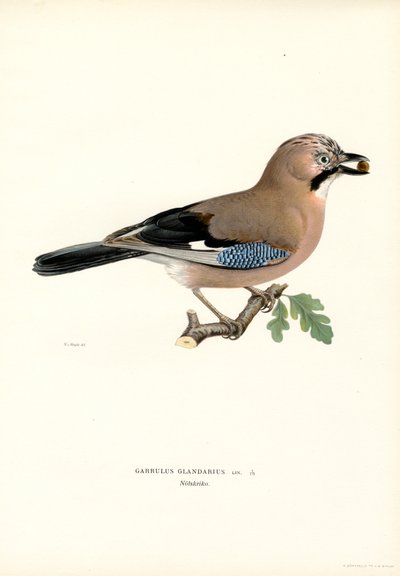 Arrendajo (litografía en color) de Magnus Ferdinand and Wilhelm von Wright
