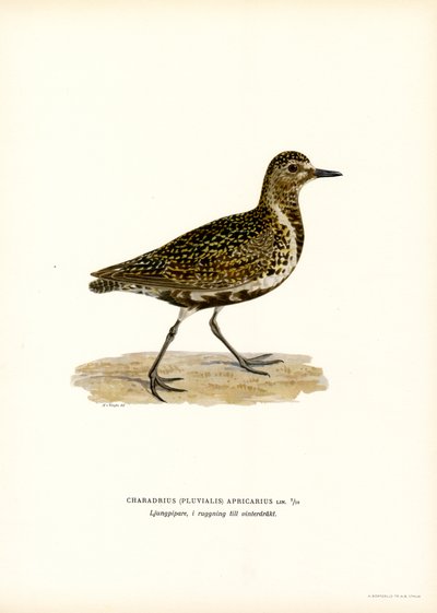 Chorlito dorado europeo (litografía en color) de Magnus Ferdinand and Wilhelm von Wright