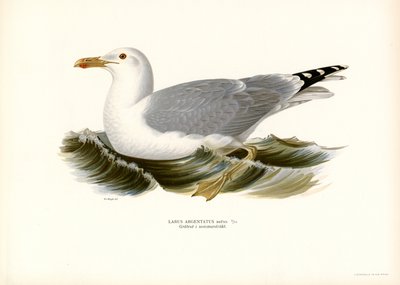 Gaviota argéntea europea (litografía en color) de Magnus Ferdinand and Wilhelm von Wright