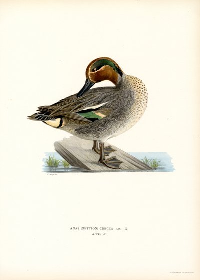 Cerceta europea (litografía en color) de Magnus Ferdinand and Wilhelm von Wright