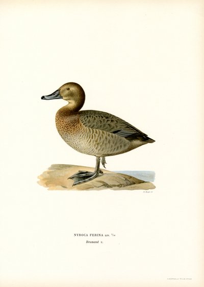 Porrón europeo (litografía en color) de Magnus Ferdinand and Wilhelm von Wright