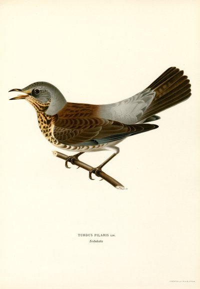 Fieldfare (litografía en color) de Magnus Ferdinand and Wilhelm von Wright
