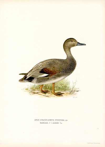 Ánade rabudo (litografía en color) de Magnus Ferdinand and Wilhelm von Wright