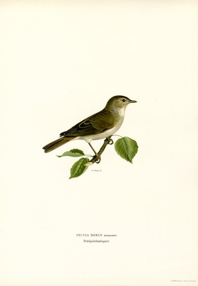 Carricerín (litografía en color) de Magnus Ferdinand and Wilhelm von Wright