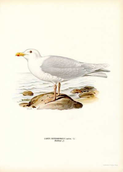 Gaviota glauca (litografía en color) de Magnus Ferdinand and Wilhelm von Wright