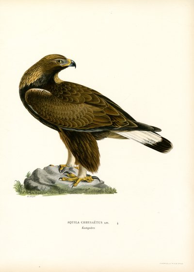 Águila real (litografía en color) de Magnus Ferdinand and Wilhelm von Wright