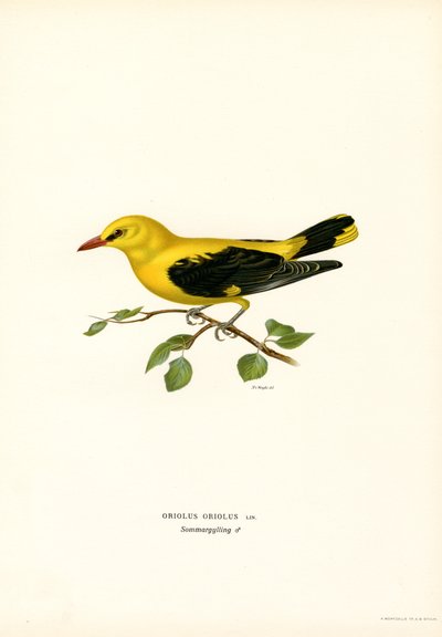 Oropéndola dorada (litografía en color) de Magnus Ferdinand and Wilhelm von Wright