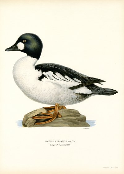 Pato Goldeneye (litografía en color) de Magnus Ferdinand and Wilhelm von Wright