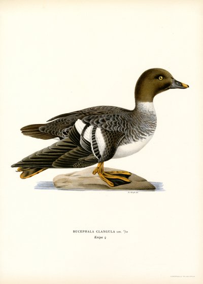Pato Goldeneye (litografía en color) de Magnus Ferdinand and Wilhelm von Wright