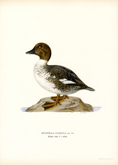 Pato Goldeneye (litografía en color) de Magnus Ferdinand and Wilhelm von Wright