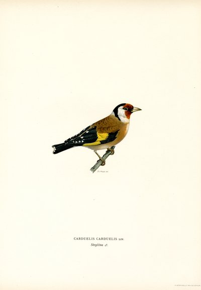 Jilguero (litografía en color) de Magnus Ferdinand and Wilhelm von Wright