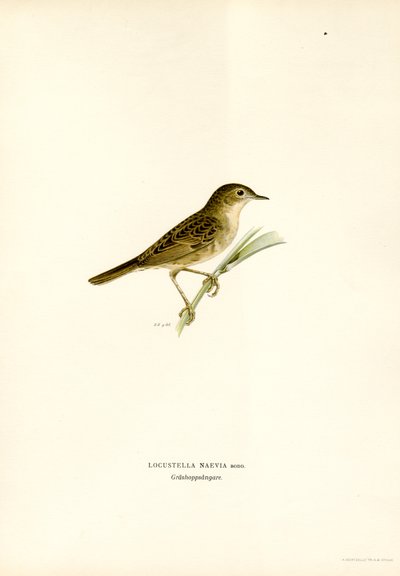 Curruca de los saltamontes (litografía en color) de Magnus Ferdinand and Wilhelm von Wright