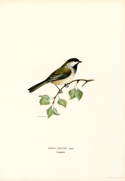 Grillo de cabeza gris (litografía en color) de Magnus Ferdinand and Wilhelm von Wright