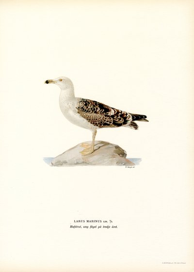 Gaviota dorsinegra (litografía en color) de Magnus Ferdinand and Wilhelm von Wright