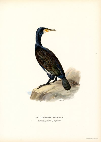 Cormorán grande (litografía en color) de Magnus Ferdinand and Wilhelm von Wright