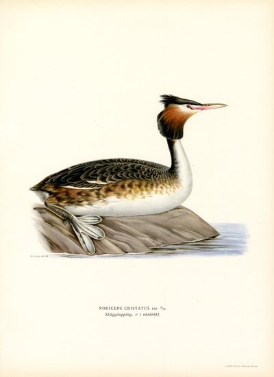 Somormujo lavanco (litografía en color) de Magnus Ferdinand and Wilhelm von Wright