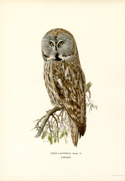 Búho gris (litografía en color) de Magnus Ferdinand and Wilhelm von Wright
