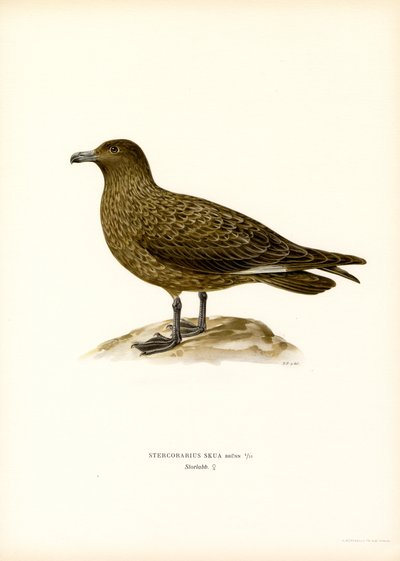 Gran Skua (litografía en color) de Magnus Ferdinand and Wilhelm von Wright