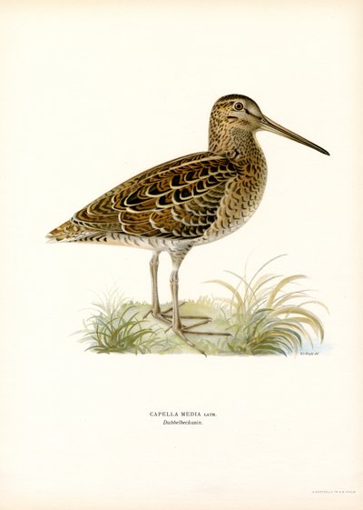 Agachadiza común (litografía en color) de Magnus Ferdinand and Wilhelm von Wright