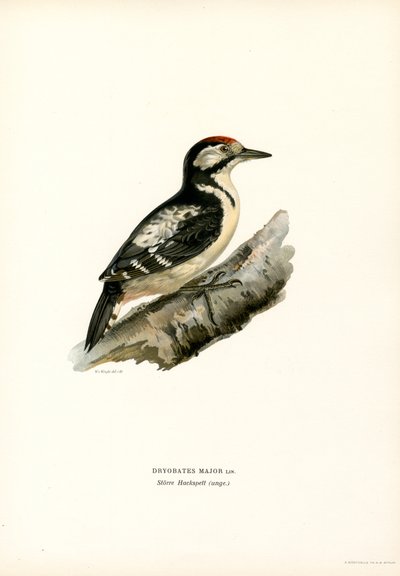Pico picapinos (litografía en color) de Magnus Ferdinand and Wilhelm von Wright