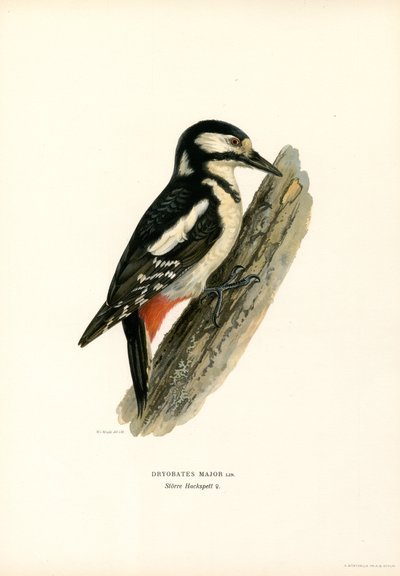 Pico picapinos (litografía en color) de Magnus Ferdinand and Wilhelm von Wright