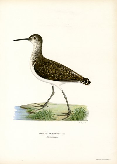 Correlimos verde (litografía en color) de Magnus Ferdinand and Wilhelm von Wright