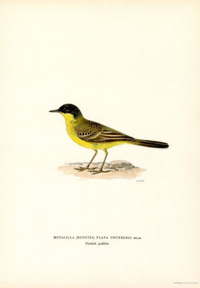Lavandera boyera (litografía en color) de Magnus Ferdinand and Wilhelm von Wright