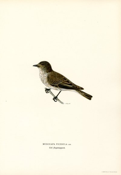 Papamoscas gris (litografía en color) de Magnus Ferdinand and Wilhelm von Wright